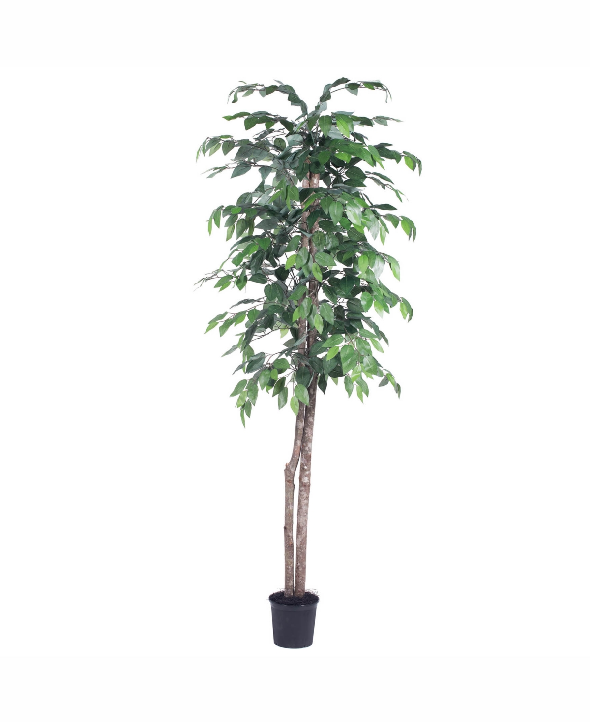 Vickerman 6' Artificial Ficus Tree In No Color