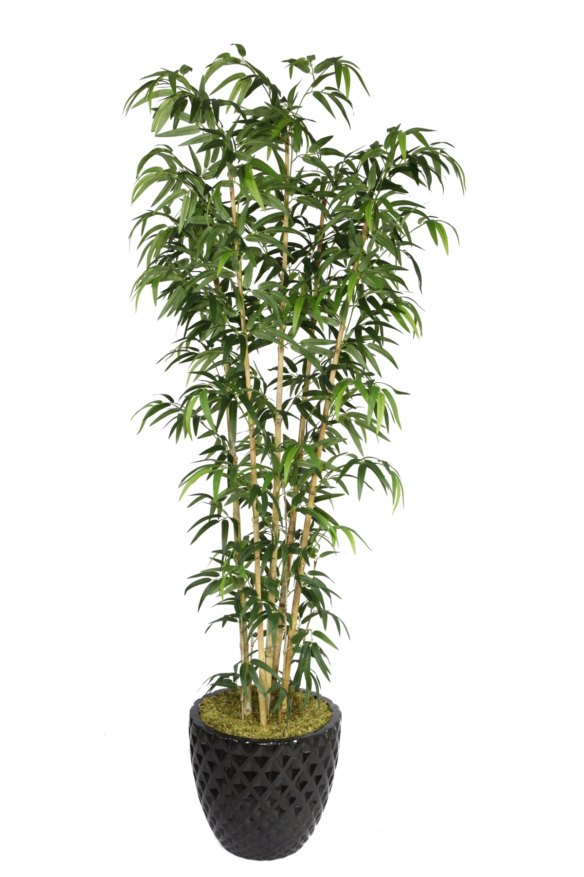 78" Tall Bamboo Tree In Planter - Assorted