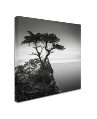 Trademark Global Dave MacVicar 'The Lone Cypress' Canvas Art - 18" x 18" x 2"