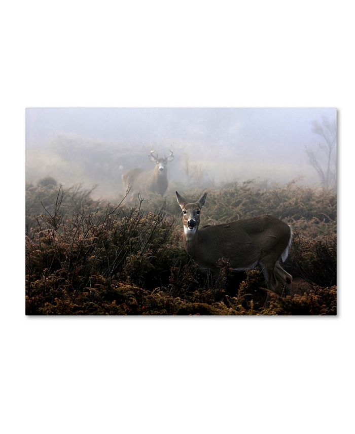 Trademark Global Jim Cumming 'The Rut In On - White-Tailed Deer' Canvas ...