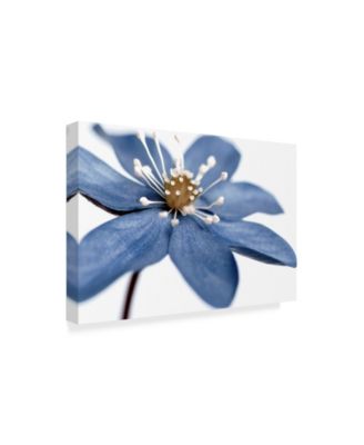 Tom Quartermaine 'Blue Flower On White' Canvas Art - 24" x 16"