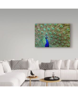 Galloimages Online 'Peacock Proud' Canvas Art - 47" x 30"