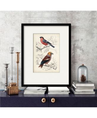 D'Orbigny Birds IV 16" x 20" Framed and Matted Art