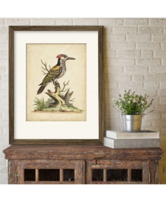 Edwards Woodpecker 16" x 20" Framed and Matted Art