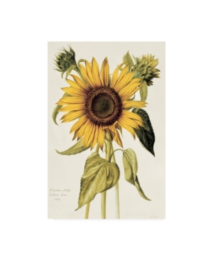 Trademark Global Nicolas Robert Helianthus Annuus Sunflower Canvas Art In Multi