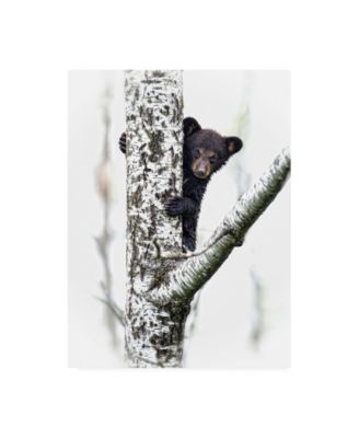 Trademark Global PH Burchett Bears at Play V Canvas Art - 20" x 25"