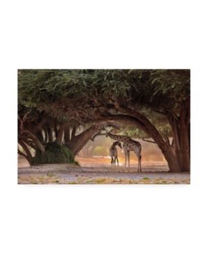 Trademark Global Giuseppe D Amico Giraffe Namibia Canvas Art In Multi