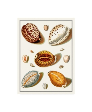 Trademark Global Vision Studio Collected Shells Iii Canvas Art In Multi