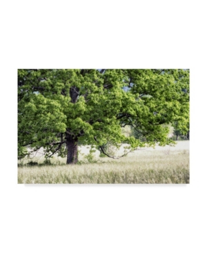 Danny Head Green Tree in Summer Canvas Art - 20