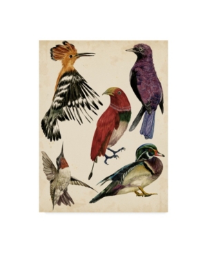 Trademark Global Melissa Wang Bird Collection Ii Canvas Art In Multi