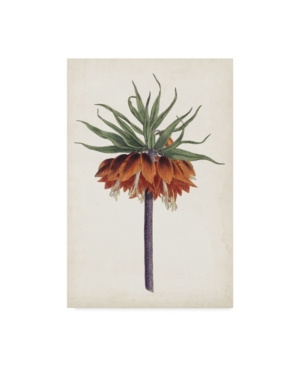 Curtis Curtis Garden Beauties Ii Canvas Art - 20
