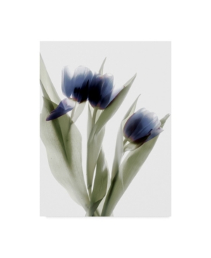 Shop Trademark Global Judy Stalus Xray Tulip Iv Canvas Art In Multi