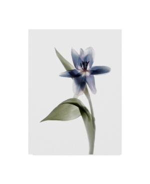 Shop Trademark Global Judy Stalus Xray Tulip Vii Canvas Art In Multi