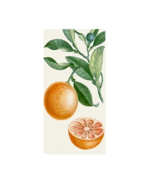 Trademark Global Turpin Turpin Fruit Ii Canvas Art In Multi