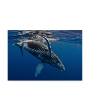 Trademark Global Cedric Peneau Humpback Whale Calf Reunion Island Canvas Art - 20" X 25" In Multi