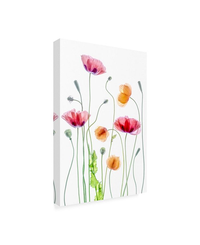 Trademark Global Mandy Disher Poppies Orange and Pink Canvas Art - 20 ...