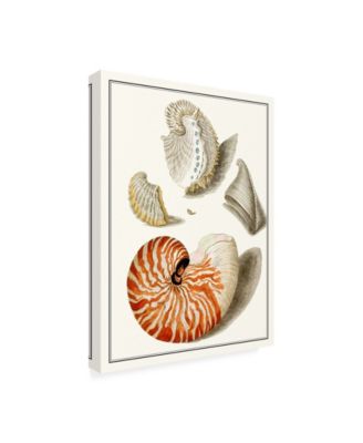 Trademark Global Vision Studio Collected Shells I Canvas Art - 27" x 33.5"