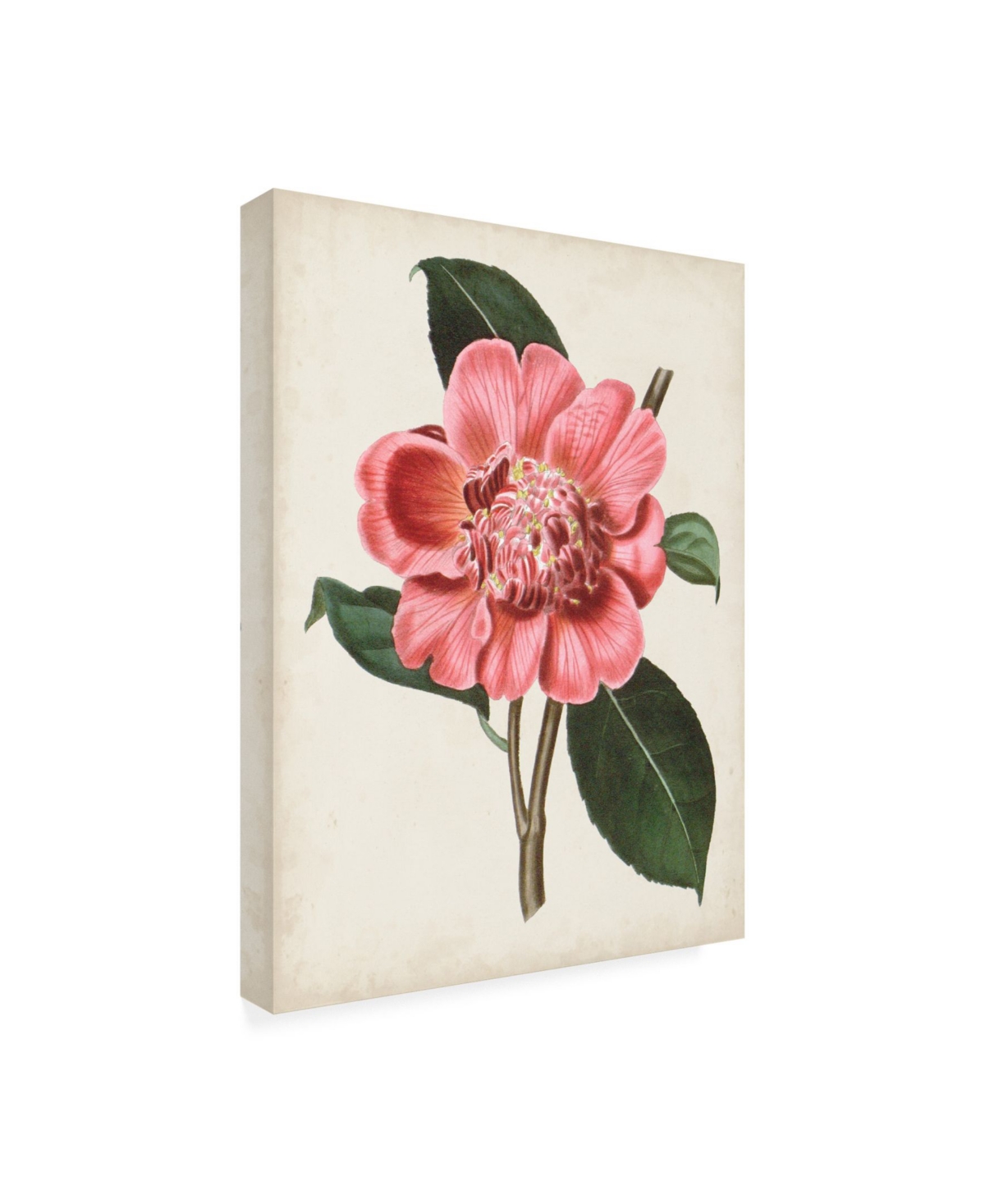Curtis Carnelian Blooms I Canvas Art -