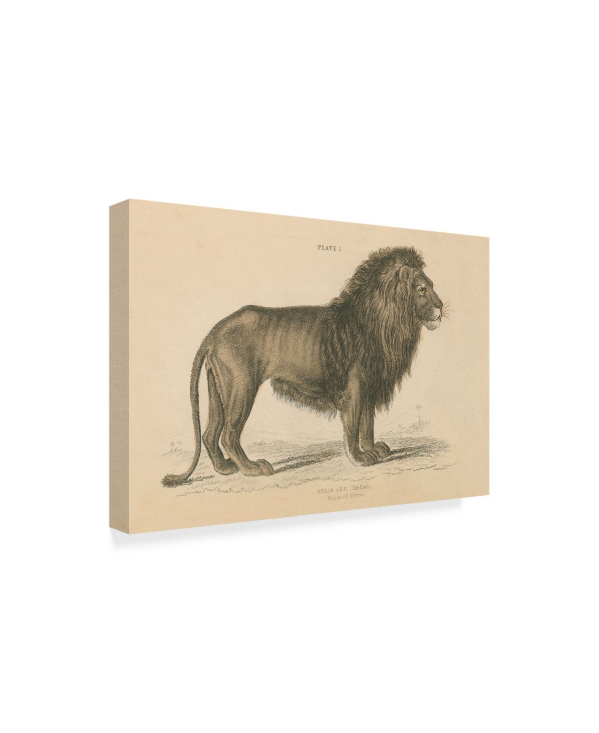 Wild Apple Portfolio Vintage Lion Canvas Art -