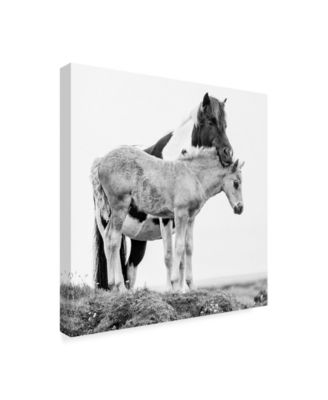 PH Burchett Black and White Horses I Canvas Art - 20" x 25"