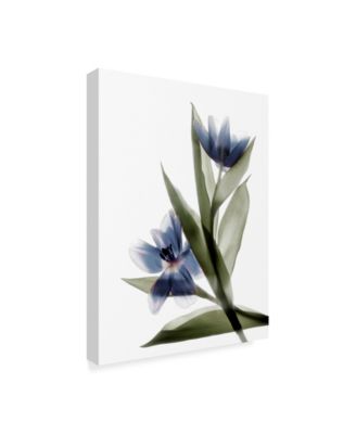Judy Stalus Xray Tulip VI Canvas Art - 15" x 20"