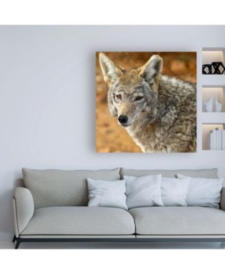 Trademark Global Mitch Catanzaro Coyote in the Desert Canvas Art - 15.5" x 21"