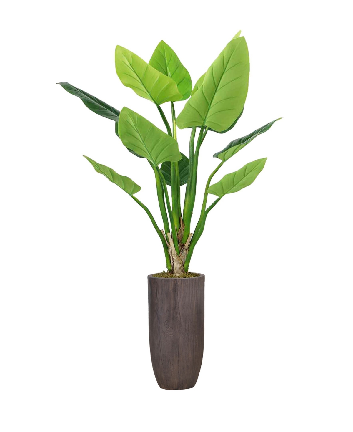62.25" Philodendron Erubescens Green Emerald in Resin Planter - Green