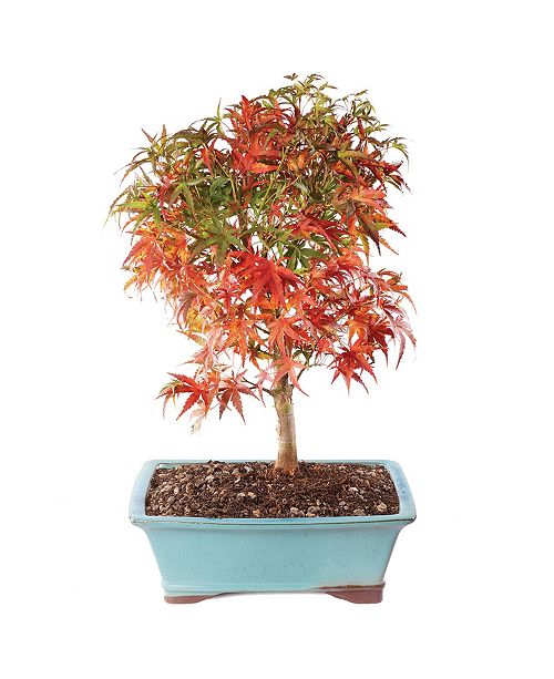 Brussel S Bonsai Brussels Bonsai Japanese Maple Sharpe S Pygmy Reviews All Botanicals Home Decor Macy S