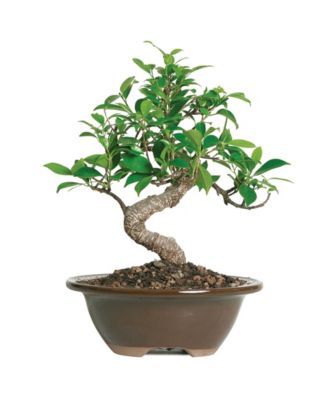 Brussel's Bonsai