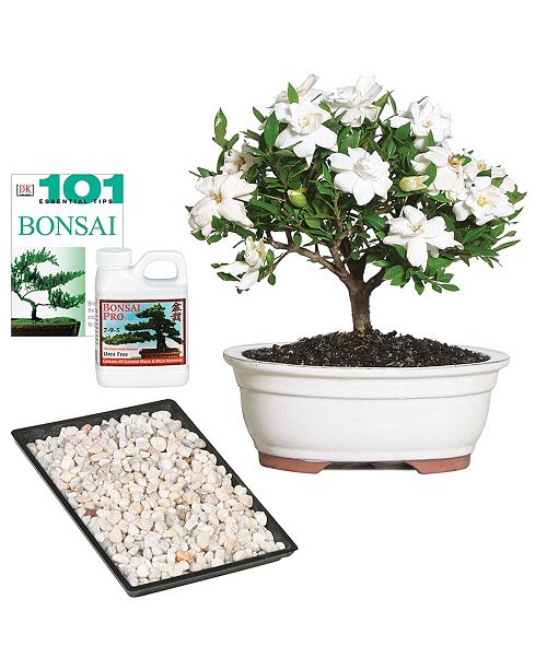 Brussel S Bonsai Brussels Bonsai Gardenia Reviews All Botanicals Home Decor Macy S