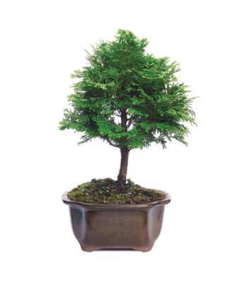 Brussel's Bonsai