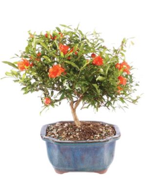 Brussel's Bonsai