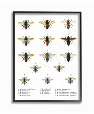 Bees Scientific Vintage-Inspired Illustration Framed Giclee Art, 16" x 20"