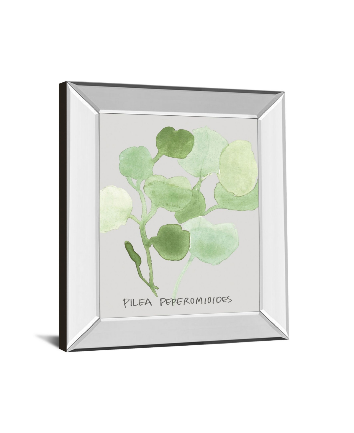 Classy Art Pilea Peperomioides by Katrien Soeffers Mirror Framed Print Wall Art,