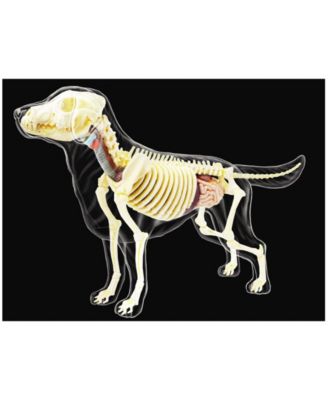 4D Vision Full Skeleton Dog Model