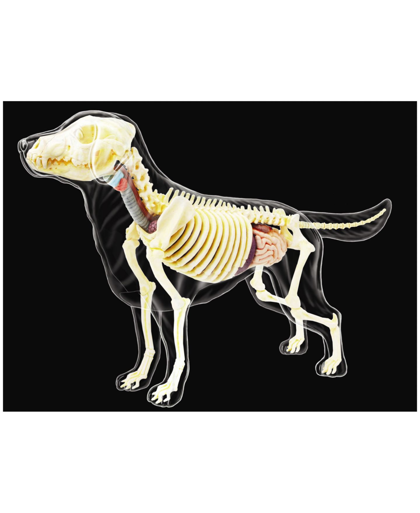 Детские игрушки 4D Master 4D Vision Full Skeleton Dog Model — фото 2