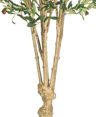 5' Olive Tree