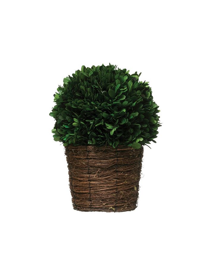CREATIVE COOP INC 12" Preserved Single Ball Boxwood Topiary In Woven Pot Macy's