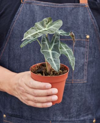 Alocasia Polly 'African Mask' Live Plant, 4" Pot