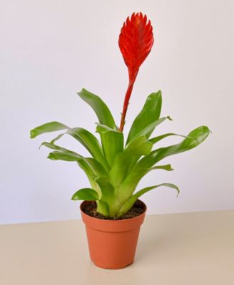 House Plant Shop Bromeliad Christiane Live Plant, 4&amp;quot; Pot - Macy&amp;#39;s