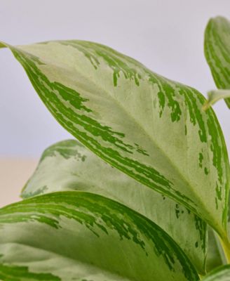 Chinese Evergreen Silver Bay Live Plant, 4" Pot