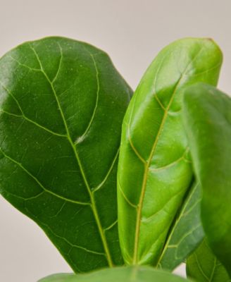 Fiddle Leaf Fig Ficus Lyrata Live Plant, 4" Pot