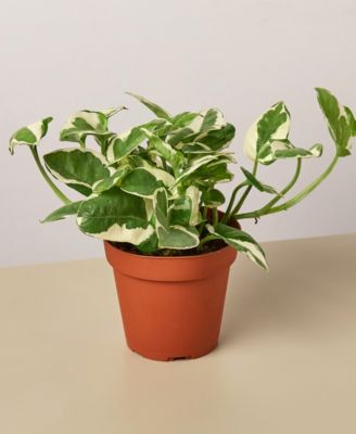 House Plant Shop