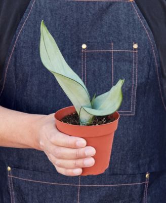 Snake Plant Moonshine Live Plant, 4" Pot