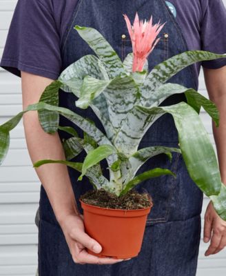 Bromeliad 'Silvervase' Live Plant, 6" Pot