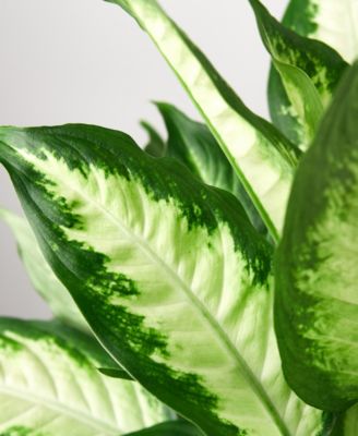 Dieffenbachia Camille Live Plant, 6" Pot