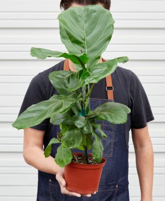 Ficus Lyrata Fiddle Leaf Fig Live Plant, 6" Pot
