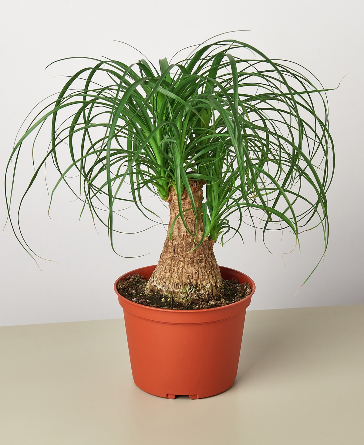 Palm 'Ponytail' Live Plant, 6" Pot