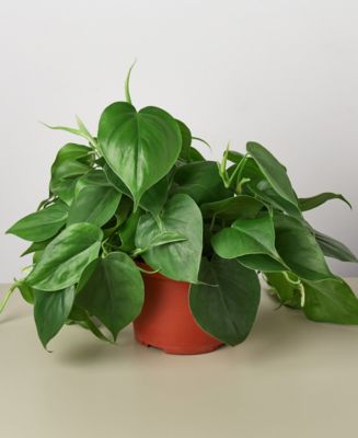 Philodendron Cordatum Heartleaf Live Plant, 6" Pot - Macy's
