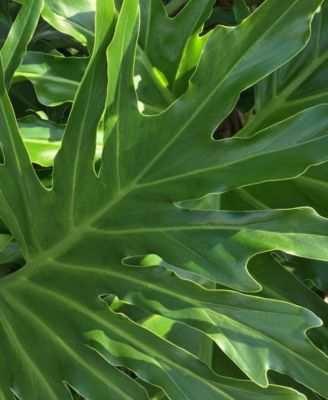 Philodendron 'Lickety Split' Live Plant, 8" Pot